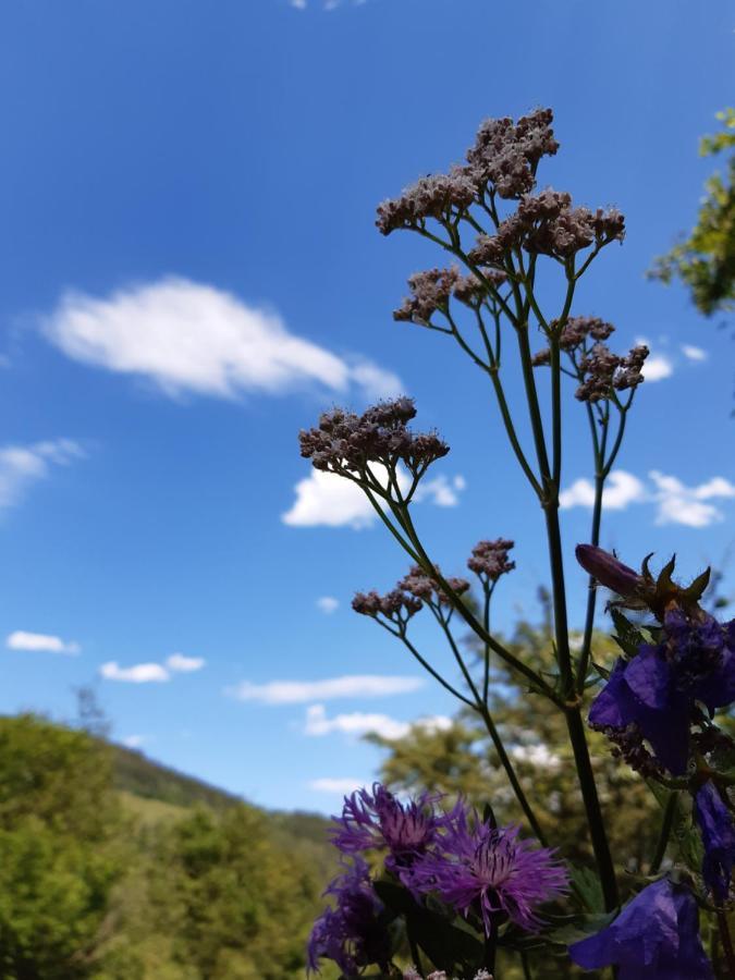 Troadkasten - Ferienhaus Am Bio-Bergbauernhof Aflenz Kurort エクステリア 写真